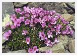 Androsace carnea * Pink Rock Jasmine - Pic du Marbore, Pyrenees - July 1986 * 4167 x 2941 * (9.76MB)